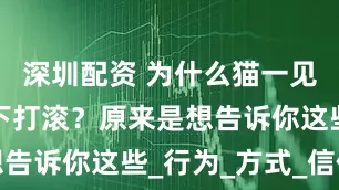 深圳配资 为什么猫一见到你就躺下打滚？原来是想告诉你这些_行为_方式_信任